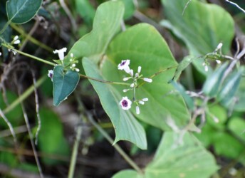 ヘクソカズラの花