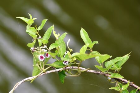 ヘクソカズラの花