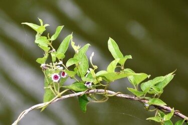 ヘクソカズラの花