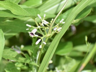 ヘクソカズラの花