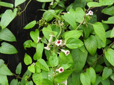 花と実