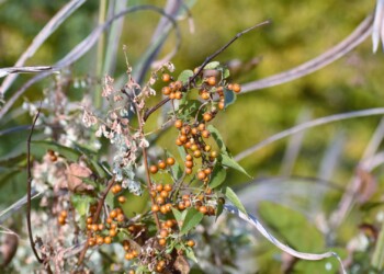 ヘクソカズラの実