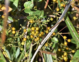 ヘクソカズラの実