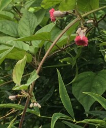 ヘクソカズラの変種