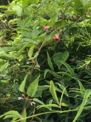 ヘクソカズラの変種