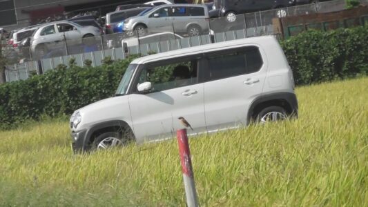 ノビタキ