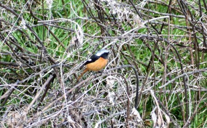ジョウビタキのオス