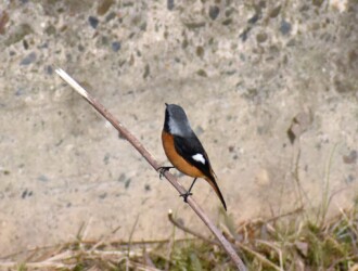 ジョウビタキのオス