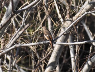 ジョウビタキのメス