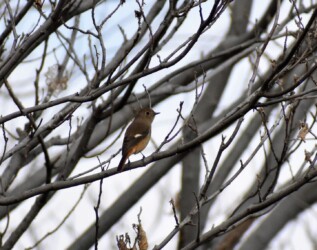 ジョウビタキのメス