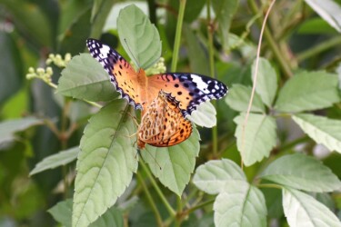 ハリヨ公園の交尾態