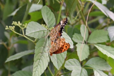 ハリヨ公園の交尾態