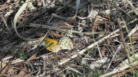 交尾中のツマグロヒョウモン