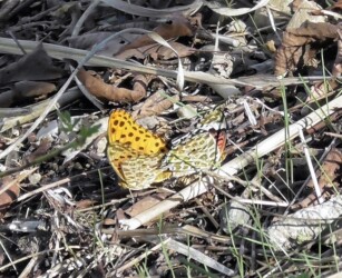 交尾中のツマグロヒョウモン