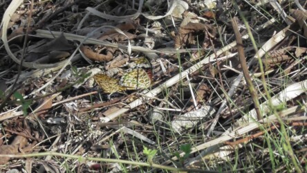 交尾中のツマグロヒョウモン