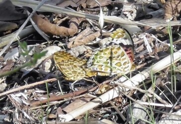 交尾中のツマグロヒョウモン