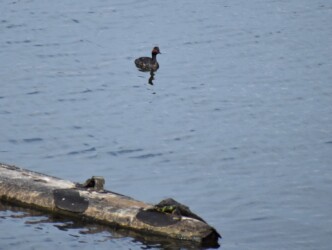 ハジロカイツブリ