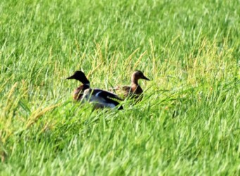 帰らないマガモ