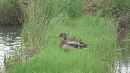 カルガモとマガモの雑種か?