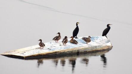 カルガモとマガモの呉越同舟