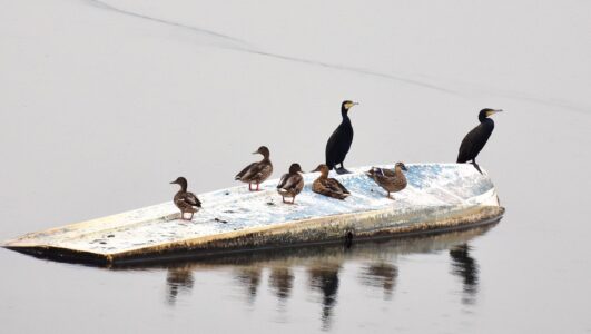 カルガモとマガモの呉越同舟
