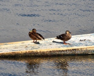 カルガモとマガモの呉越同舟