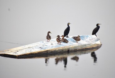 カルガモとマガモの呉越同舟