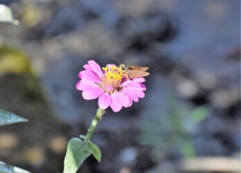 イチモンジセセリ ヒャクニチソウ 13:19