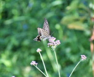アゲハチョウ アレチハナガサ 13:21