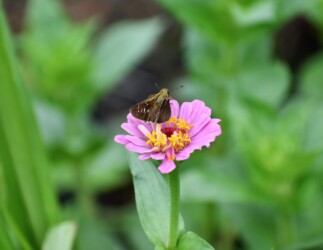 イチモンジセセリ ヒャクニチソウ 14:27