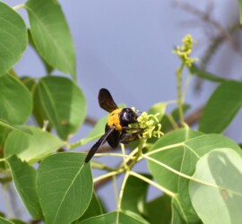 クマバチ ナンキンハゼ 12:30