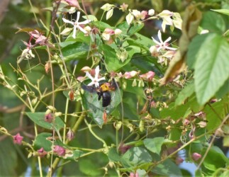 クマバチ クサギ 14:47