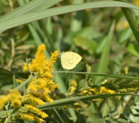 キタキチョウ セイタカアワダチソウ 11:50