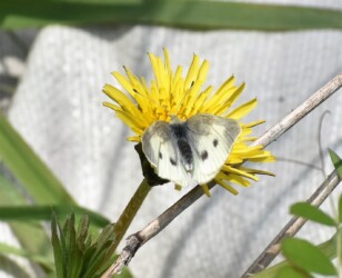 モンシロチョウ タンポポ 13:11