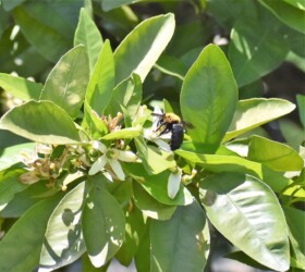 クマバチ ミカン 13:05