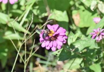 タイワンタケクマバチ ヒャクニチソウ 13:34