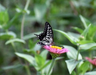 アゲハチョウ ヒャクニチソウ 14:08