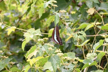 アオスジアゲハ ノブドウ 11:53