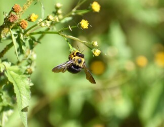 クマバチ センダングサ 11:54