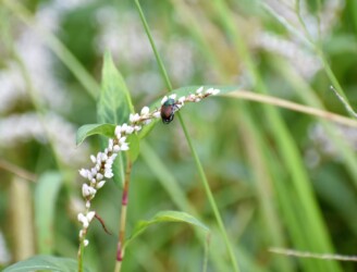 コガネムシ シロサクラタデ 13:47