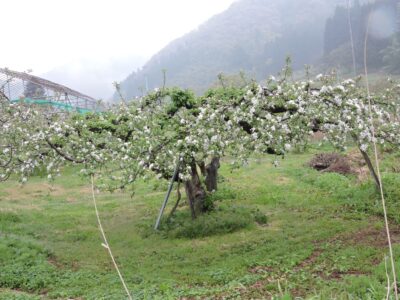 リンゴの花