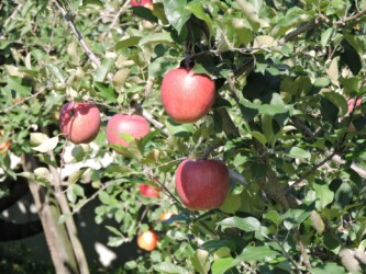 サンフジと実の畑