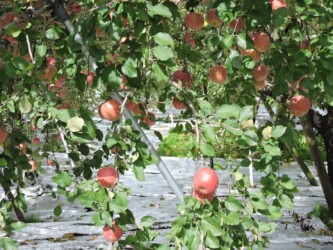 サンフジと実の畑