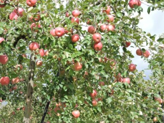 サンフジと実の畑