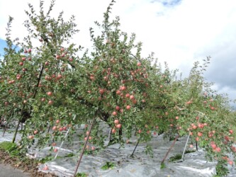 サンフジの実と畑