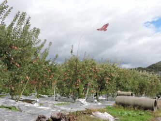 サンフジの実と畑