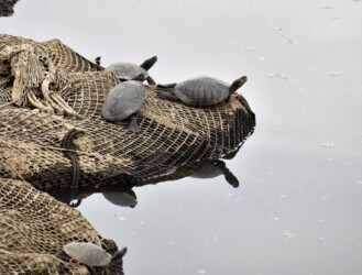 ミシシッピアカミミガメ