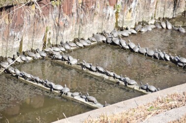 ミシシッピアカミミガメ