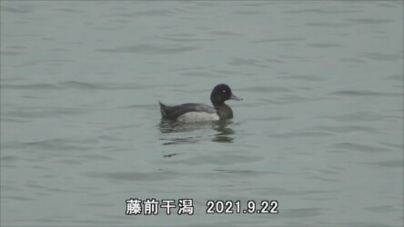 藤前干潟のキンクロハジロの様子