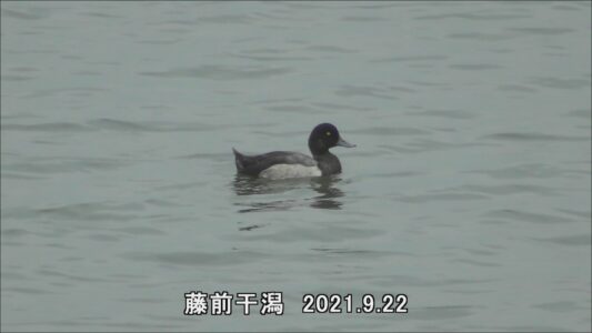 藤前干潟のキンクロハジロの様子